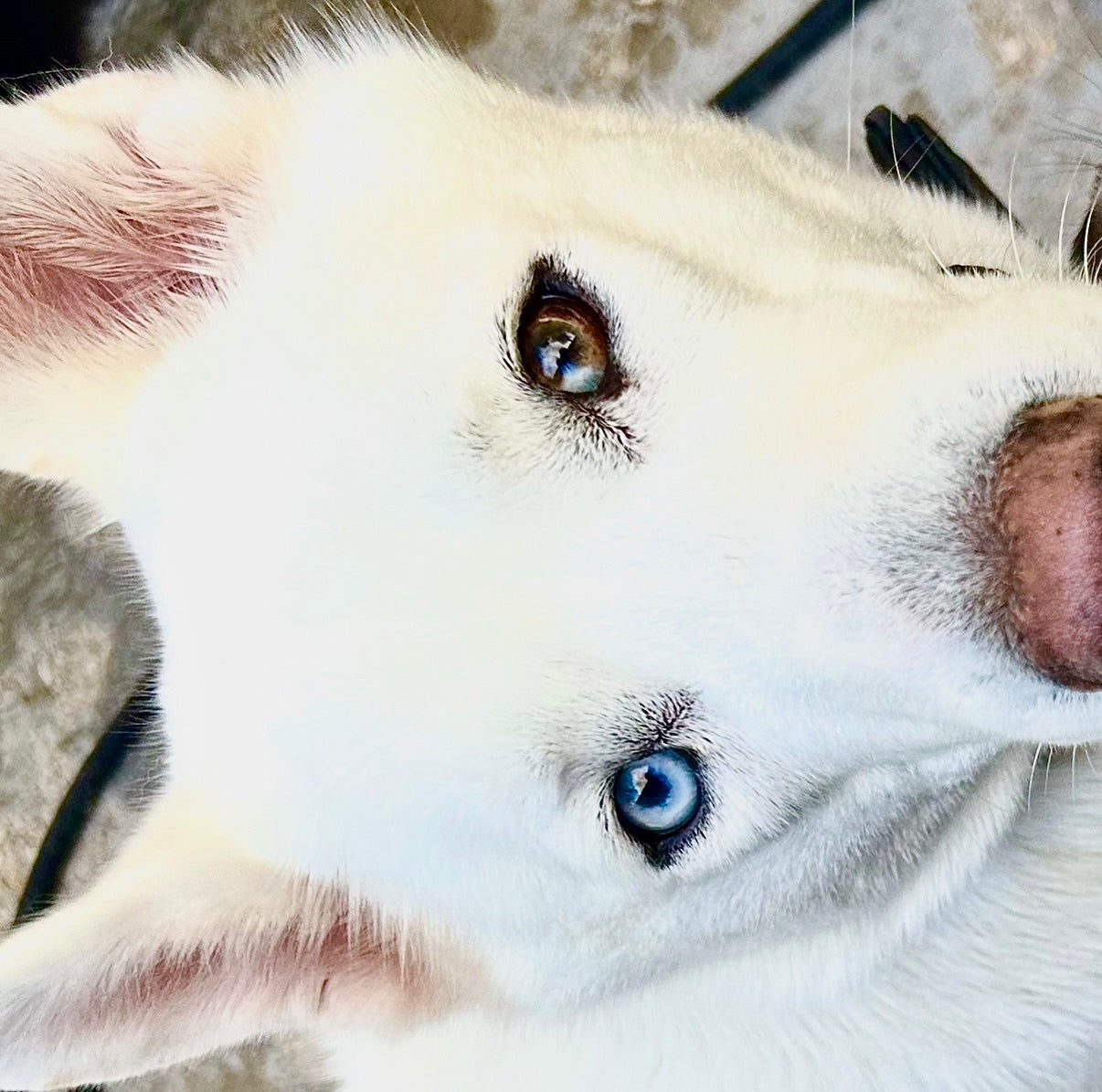 About shout canine co