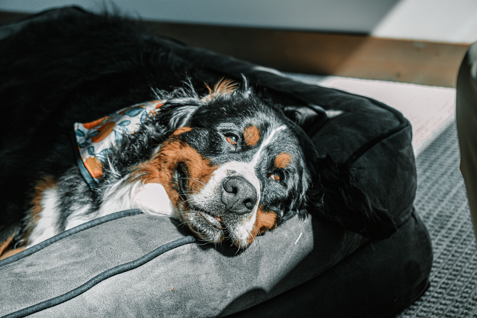 Bernese Mountain Dog resting peacefully on a plush dog bed indoors.